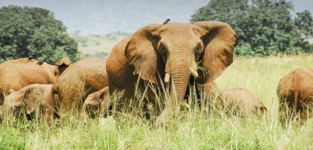 Kidepo Valley National Park