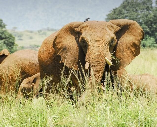 Kidepo Valley National Park