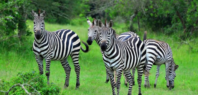 Lake Mburo National Park