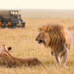 HALAL-FRIENDLY SAFARIS IN UGANDA.