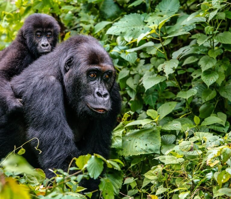 5 days Uganda gorilla trekking, wildlife safari and Kigali city tour